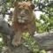 Uganda records rise in wildlife populations but lion numbers diminished by cultural demand for skins