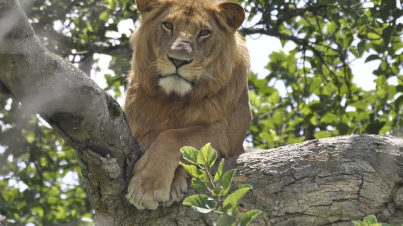 Uganda records rise in wildlife populations but lion numbers diminished by cultural demand for skins
