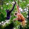 Numbers of Chinese gibbons recover as country records rise in wild populations of endangered species
