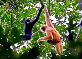 Numbers of Chinese gibbons recover as country records rise in wild populations of endangered species