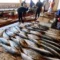 Back to the Nile: How fishermen in Sudanese capital are recovering from ravages of war