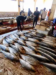 Back to the Nile: How fishermen in Sudanese capital are recovering from ravages of war