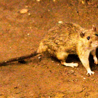 Suspected outbreak of rare hantavirus on a cruise ship in Atlantic kills three people, three others fall sick  