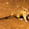 Suspected outbreak of rare hantavirus on a cruise ship in Atlantic kills three people, three others fall sick  