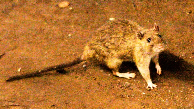 Suspected outbreak of rare hantavirus on a cruise ship in Atlantic kills three people, three others fall sick  