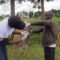 Kenyan veterinarians root for intensified donkey protection to pre-empt looming species extinction