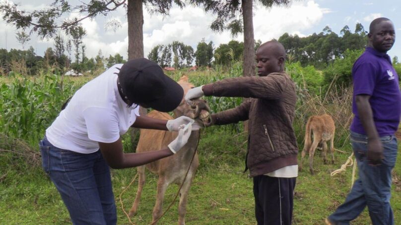 Kenyan veterinarians root for intensified donkey protection to pre-empt looming species extinction