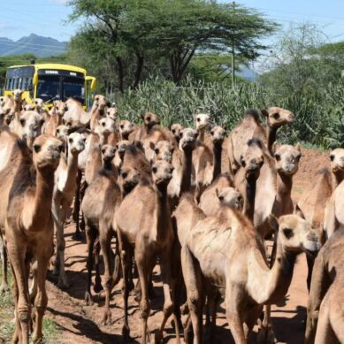 A camel for the poor: Samburu County acquires, distributes drought resilient livestock