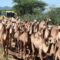 A camel for the poor: Samburu County acquires, distributes drought resilient livestock
