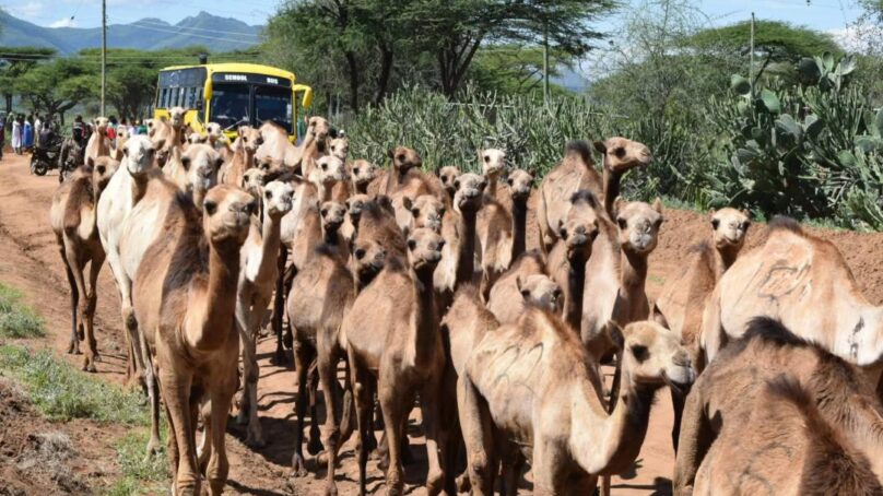 A camel for the poor: Samburu County acquires, distributes drought resilient livestock