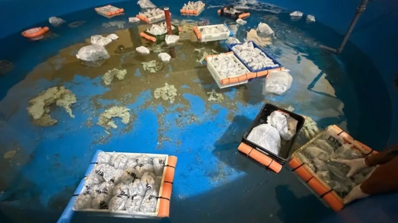 700 marine species trafficked from Kenya seized at Argentina’s Ezeiza International Airport