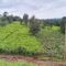 Promising avocado farming gradually edging out traditional tea farms in Bureti