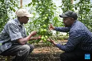 More money in the pocket as Kenyan tomato farmers increase output after combating wilt disease with grafting technology
