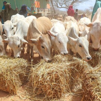 Kenya hosts World Desertification Day in Kilifi with focus on arid land-use, climate resilience and livestock development