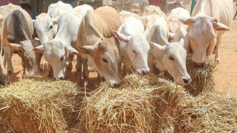Kenya hosts World Desertification Day in Kilifi with focus on arid land-use, climate resilience and livestock development