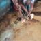 Police in Kwale County rescue mental patient detained and chained by witchdoctor for five months