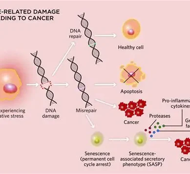 New study identifies gene linking early growth to faster aging, cancer