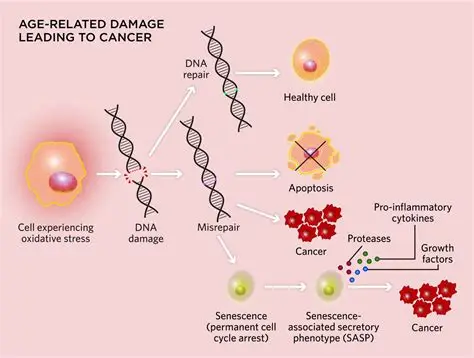 New study identifies gene linking early growth to faster aging, cancer