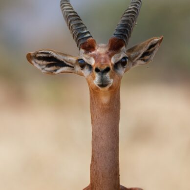 Giraffe gazelle at the risk extinction of in Tanzania because of habitat destruction and loss
