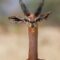 Giraffe gazelle at the risk extinction of in Tanzania because of habitat destruction and loss