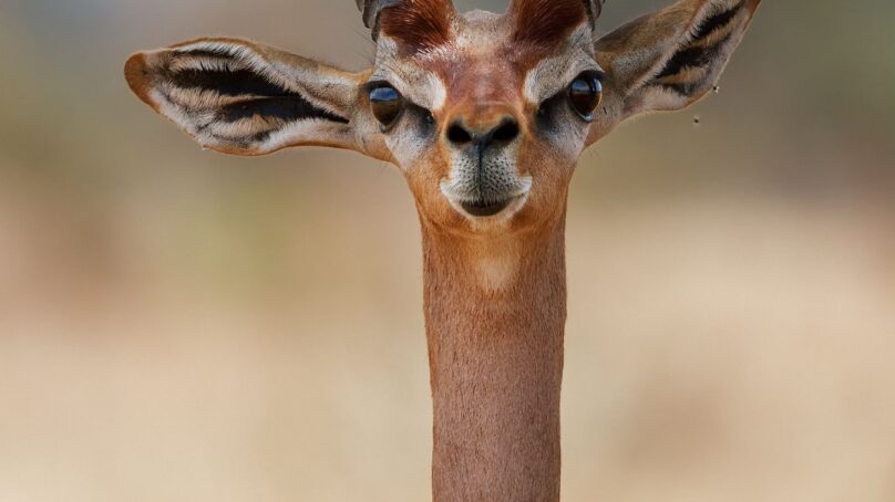Giraffe gazelle at the risk extinction of in Tanzania because of habitat destruction and loss