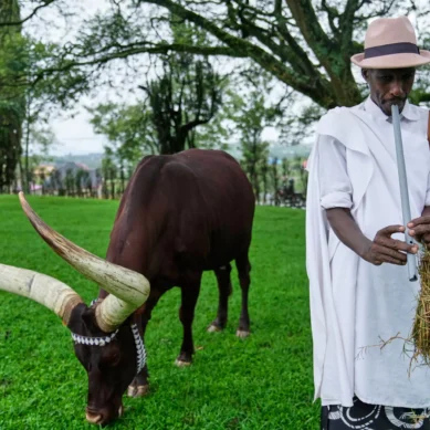 In Rwanda’s King’s Palace Museum, president’s Inyambo cows are entertained with melodious poetry that calls them by their ‘beautiful’ names