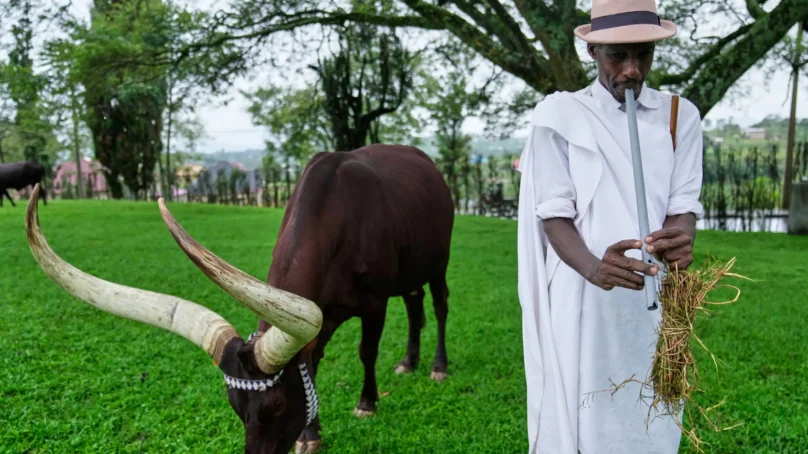 In Rwanda’s King’s Palace Museum, president’s Inyambo cows are entertained with melodious poetry that calls them by their ‘beautiful’ names