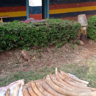 Police in Marsabit County arrests three suspect with elephant tusks valued at $29,990