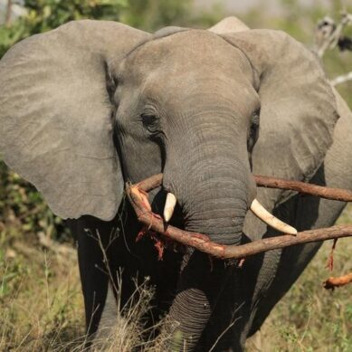 One of Africa’s iconic wildlife sanctuaries, the Kruger National Park in South Africa, marks second century of conservation