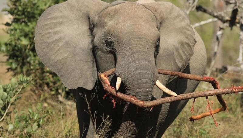 One of Africa’s iconic wildlife sanctuaries, the Kruger National Park in South Africa, marks second century of conservation