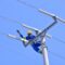 Kenya Power partners with American company to curb bird and wildlife electrocution along powerlines