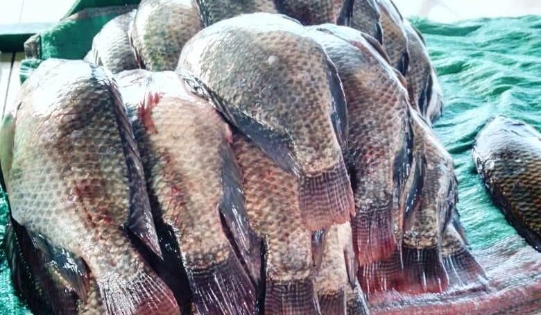 Lake Victoria is not just a source of fish and livelihoods it’s spring of hope for hundreds of families