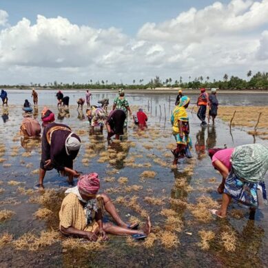 Seaweed farmers along Kenyan coast of the Indian Ocean battle distance, poverty and climate change to restore marine ecosystems