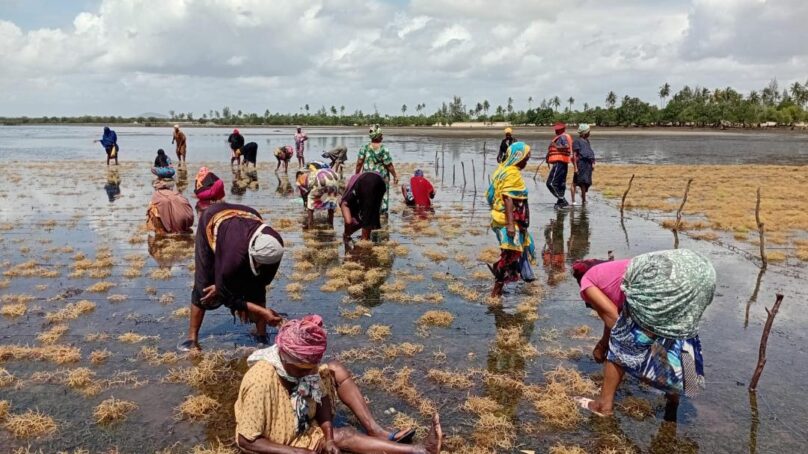 Seaweed farmers along Kenyan coast of the Indian Ocean battle distance, poverty and climate change to restore marine ecosystems