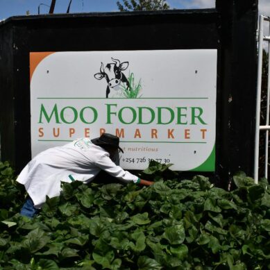 How gap in livestock feed supply chain inspired farmer in central Kenya to set up a virtual ‘nappier supermarket’ for Africa    