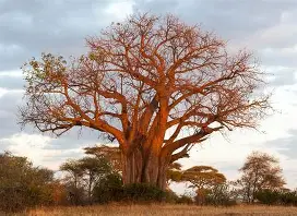 Tanzania kicks off three-year drive to conserve 57 tree species on the IUCN Red List of extinction