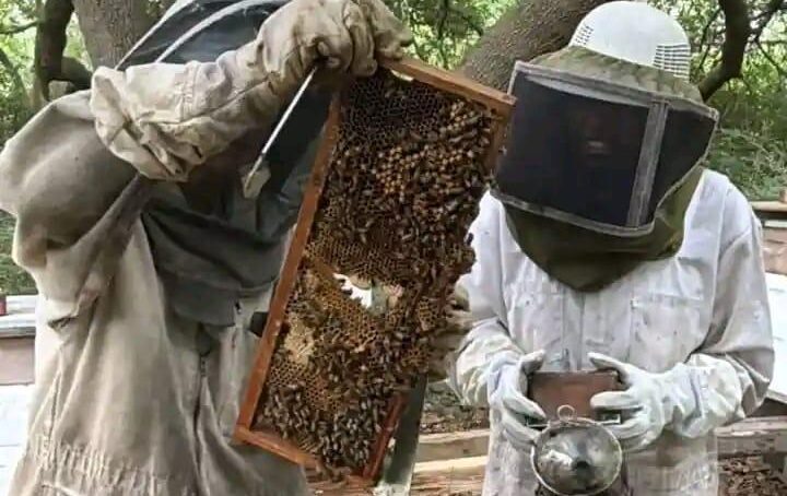 Modern beekeeping adds new flavour to farmer earnings, promotes environmental conservation in Kakamega
