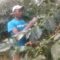 Farmers in Trans Nzoia County diversify to coffee farming as insurance to hedge against unstable maize market, weather