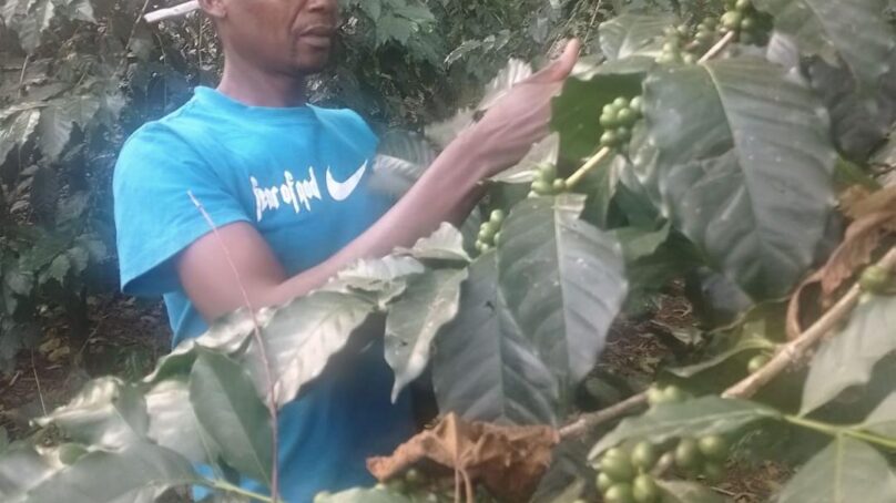 Farmers in Trans Nzoia County diversify to coffee farming as insurance to hedge against unstable maize market, weather