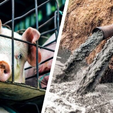 Denmark’s ‘pig election’: Lessons in how the rest of the world can change factory farm politics