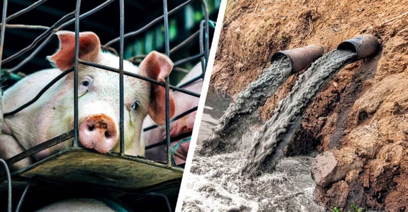 Denmark’s ‘pig election’: Lessons in how the rest of the world can change factory farm politics