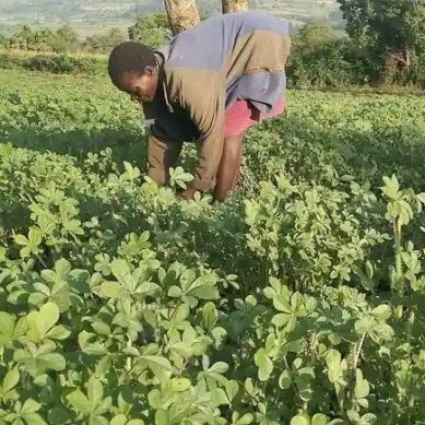 Dumping cabbage for liseveve: How indigenous vegetables in western Kenya are regaining ‘freedom’ from colonial species