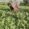 Dumping cabbage for liseveve: How indigenous vegetables in western Kenya are regaining ‘freedom’ from colonial species