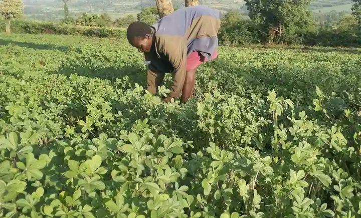 Dumping cabbage for liseveve: How indigenous vegetables in western Kenya are regaining ‘freedom’ from colonial species