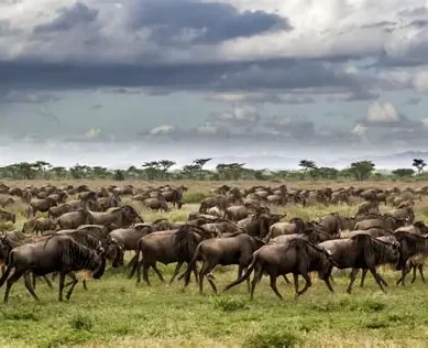 Narok County government in Kenya’s Rift Valley embarks on infrastructure upgrade in world-famous Masai Mara National Reserve