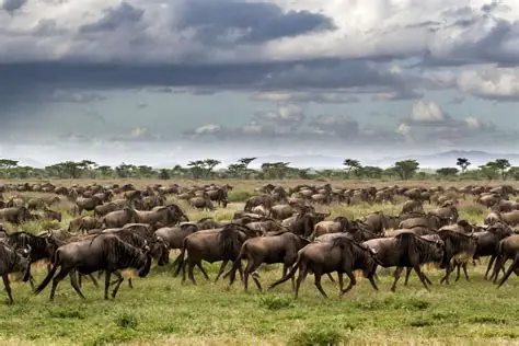 Tourism: Narok County government in Kenya’s Rift Valley upgrades infrastructure in world-famous Masai Mara National Reserve