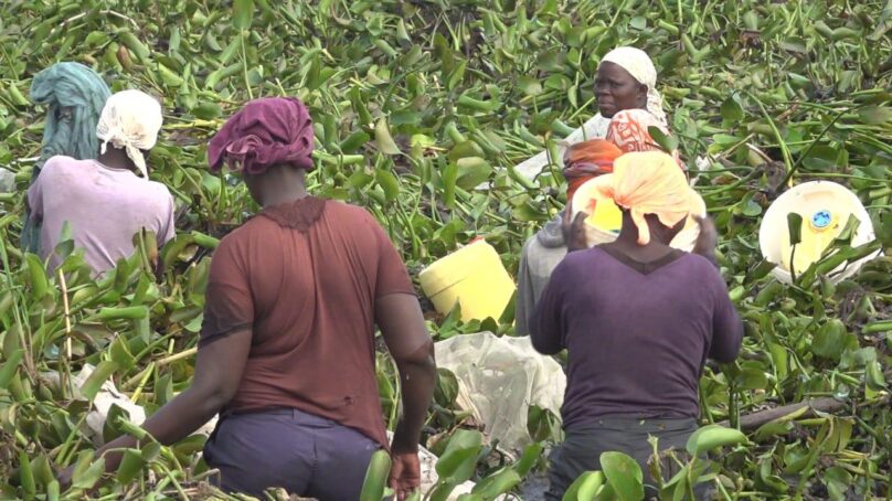 It’s not all gloom about hyacinth on Lake Victoria, the invasive weed is a habitat where nyapos – small fish species – used to catch bigger fish thrive