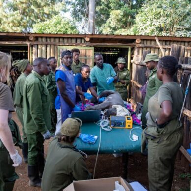 World’s first ever: Kenyan wildlife veterinarians perform ground-breaking surgery on rare white rhino calf to open its anus