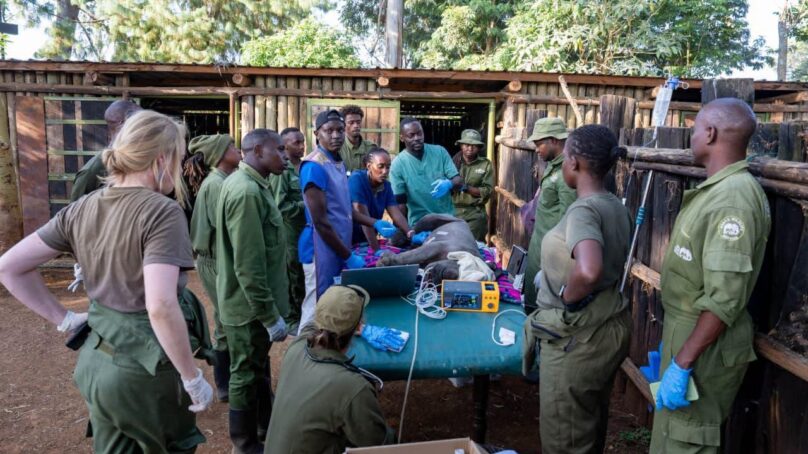 World’s first ever: Kenyan wildlife veterinarians perform ground-breaking surgery on rare white rhino calf to open its anus