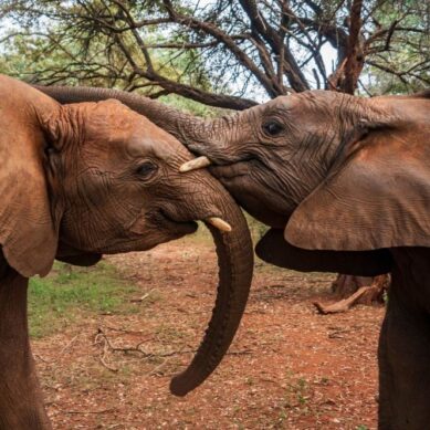 Next-door neighbour: How Kenyans learnt to live with elephants as an environmental and economic resource
